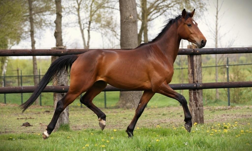 Kwaliteit's volle kwpn merrie, Dieren en Toebehoren, Merrie, Met stamboom, Dressuurpaard, 3 tot 6 jaar