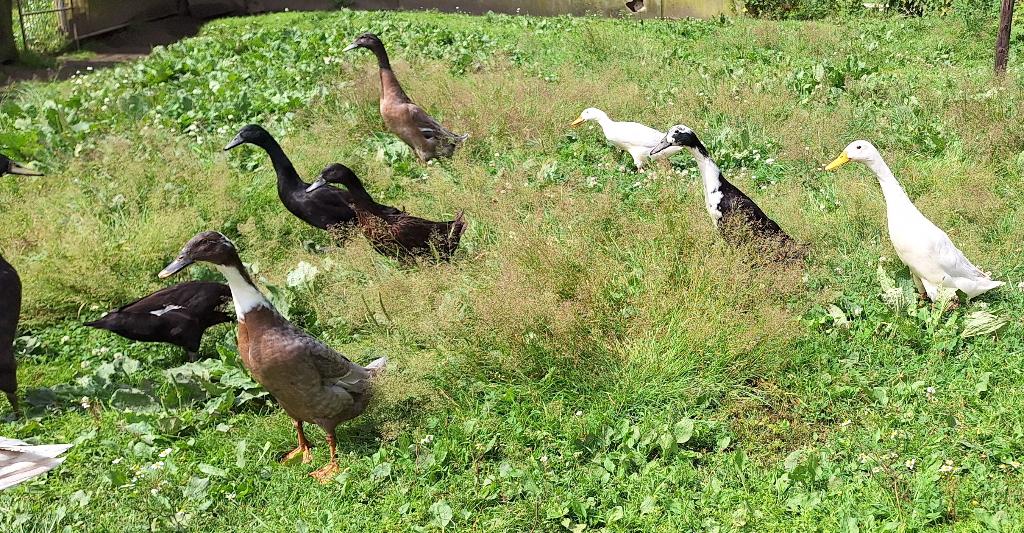 Kuikens van Indische Loopeenden, Dieren en Toebehoren, Pluimvee, Meerdere dieren, Eend