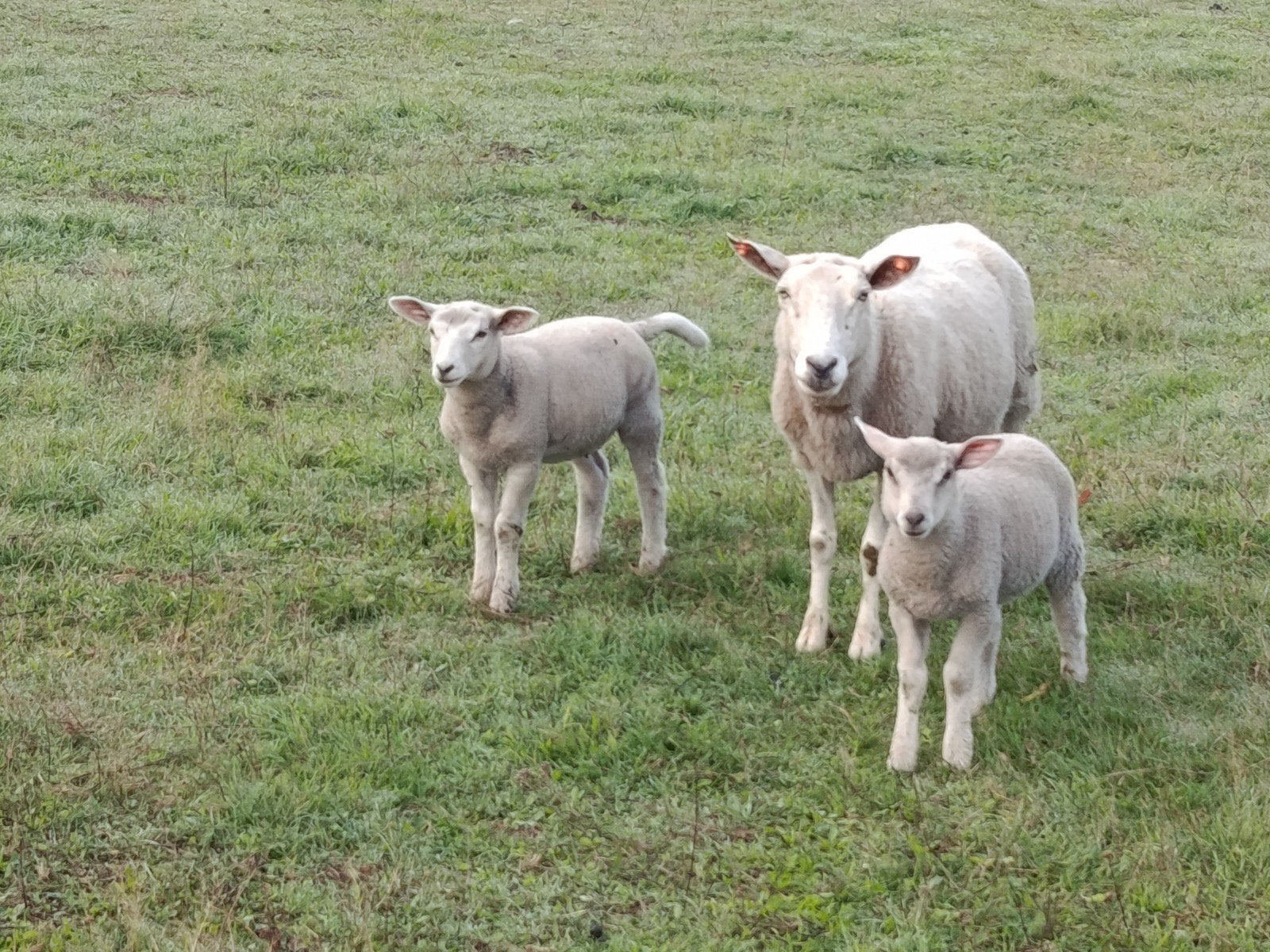 ooi met twee lammeren, Dieren en Toebehoren