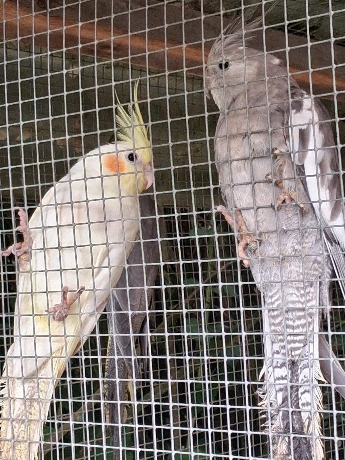 4 valkparkieten, Dieren en Toebehoren, Vogels | Parkieten en Papegaaien, Geringd