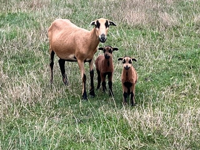 Kameroen schapen jonge ooien of ooien + lammetjes ooien, Dieren en Toebehoren, Vrouwelijk, Schaap, 0 tot 2 jaar