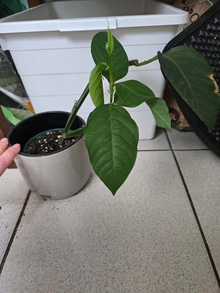 Passiflore alata : Bouture maison, Ophalen, Overige soorten