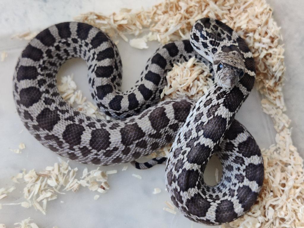 1.0 axantic stierslang (pituophis sayi), Dieren en Toebehoren, Reptielen en Amfibieën, Slang, 0 tot 2 jaar