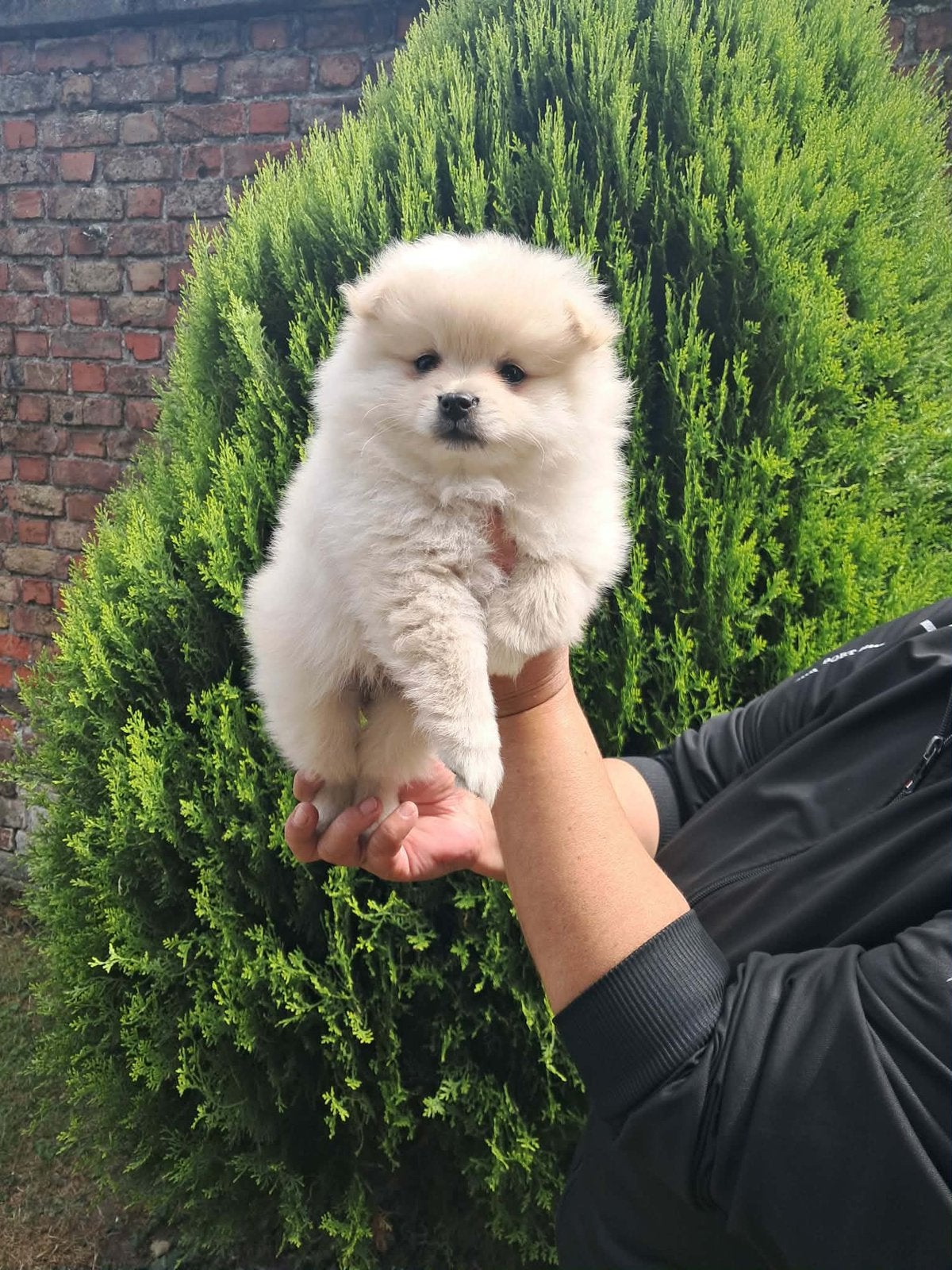 Chiot de Poméranie, Animaux & Accessoires, Chiens | Huskys, Loulous & Types primitifs, Chienne, Éleveur | Loisir, Plusieurs, Belgique