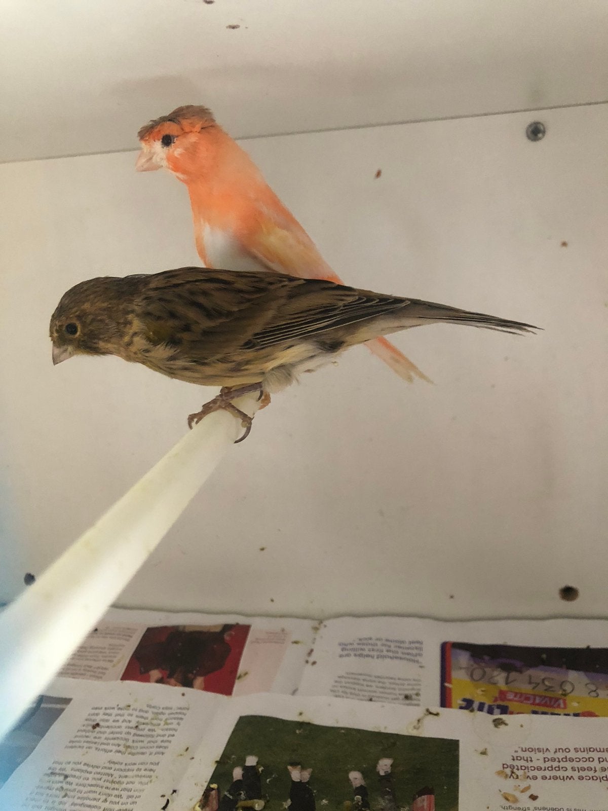 Kanaries mannen, Dieren en Toebehoren, Vogels | Kanaries