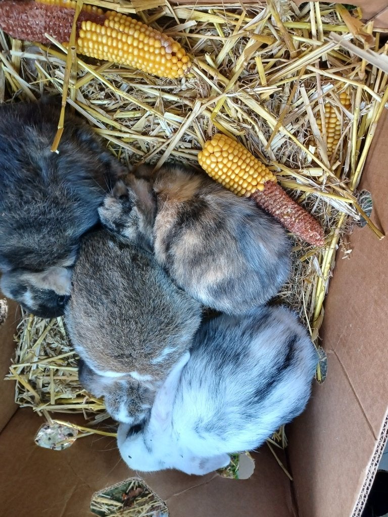 dwerg konijntjes, Dieren en Toebehoren, Konijnen, Dwerg