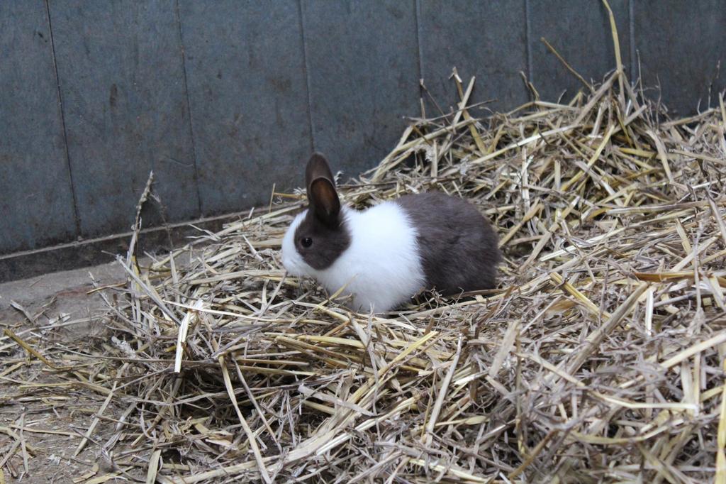 Konijntjes, Dieren en Toebehoren, Konijnen, Meerdere dieren, Klein, 0 tot 2 jaar