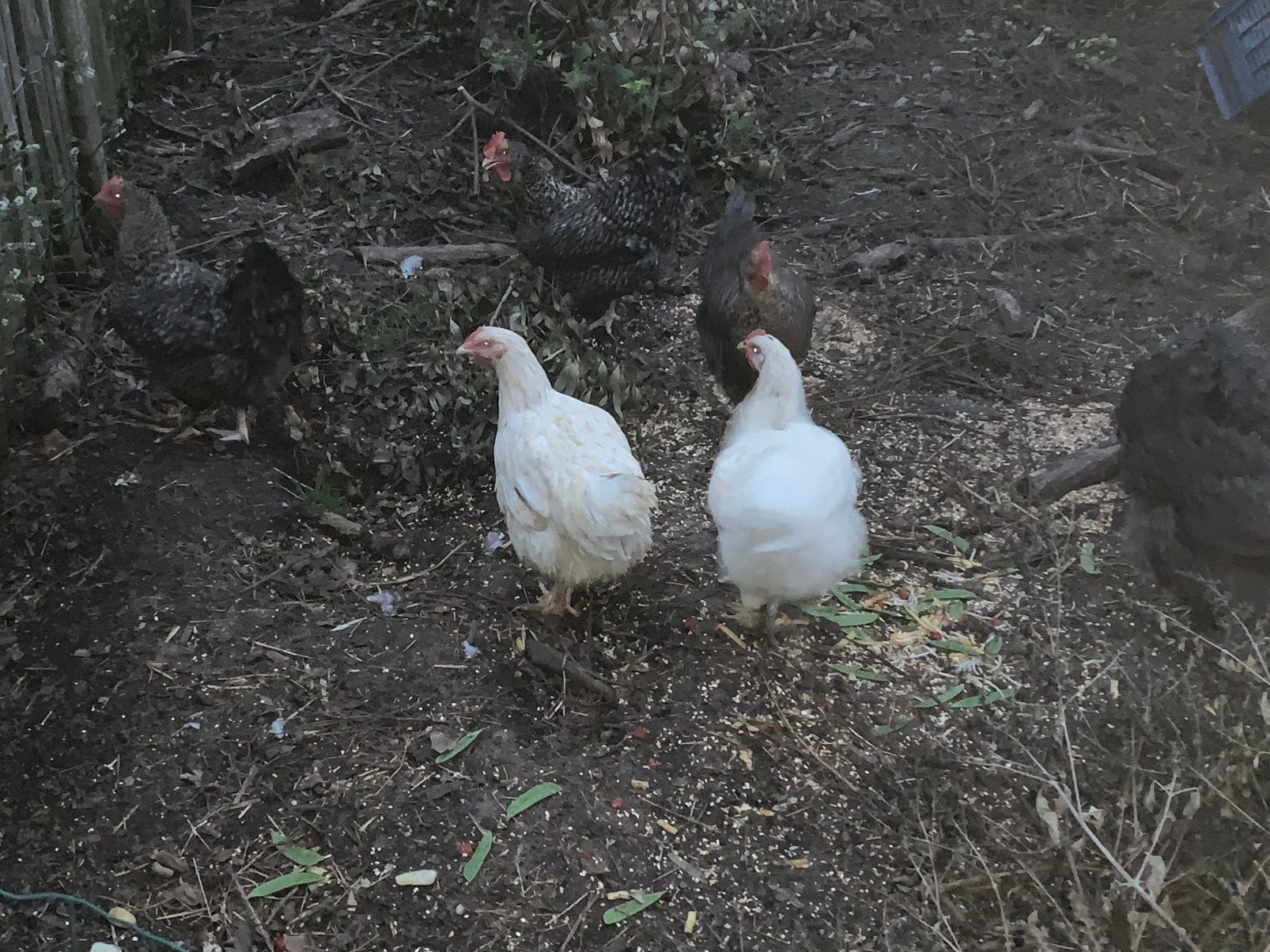 8 mechelse hennen, Animaux & Accessoires, Volatiles, Femelle, Poule ou poulet