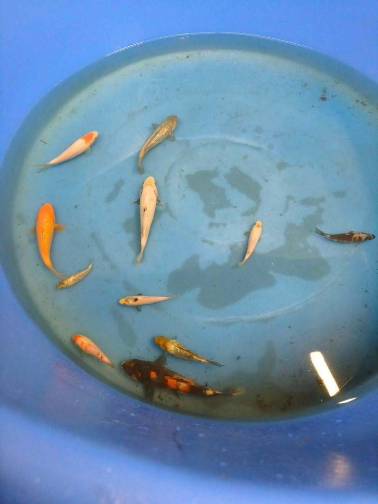 Eigen kweek koi, Karper of Koi