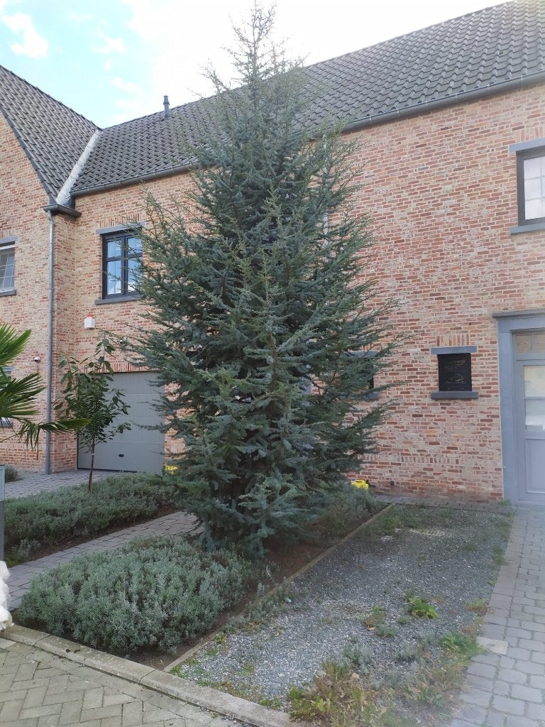 kerstboom 5m hoog, Diversen, Ophalen, Nieuw