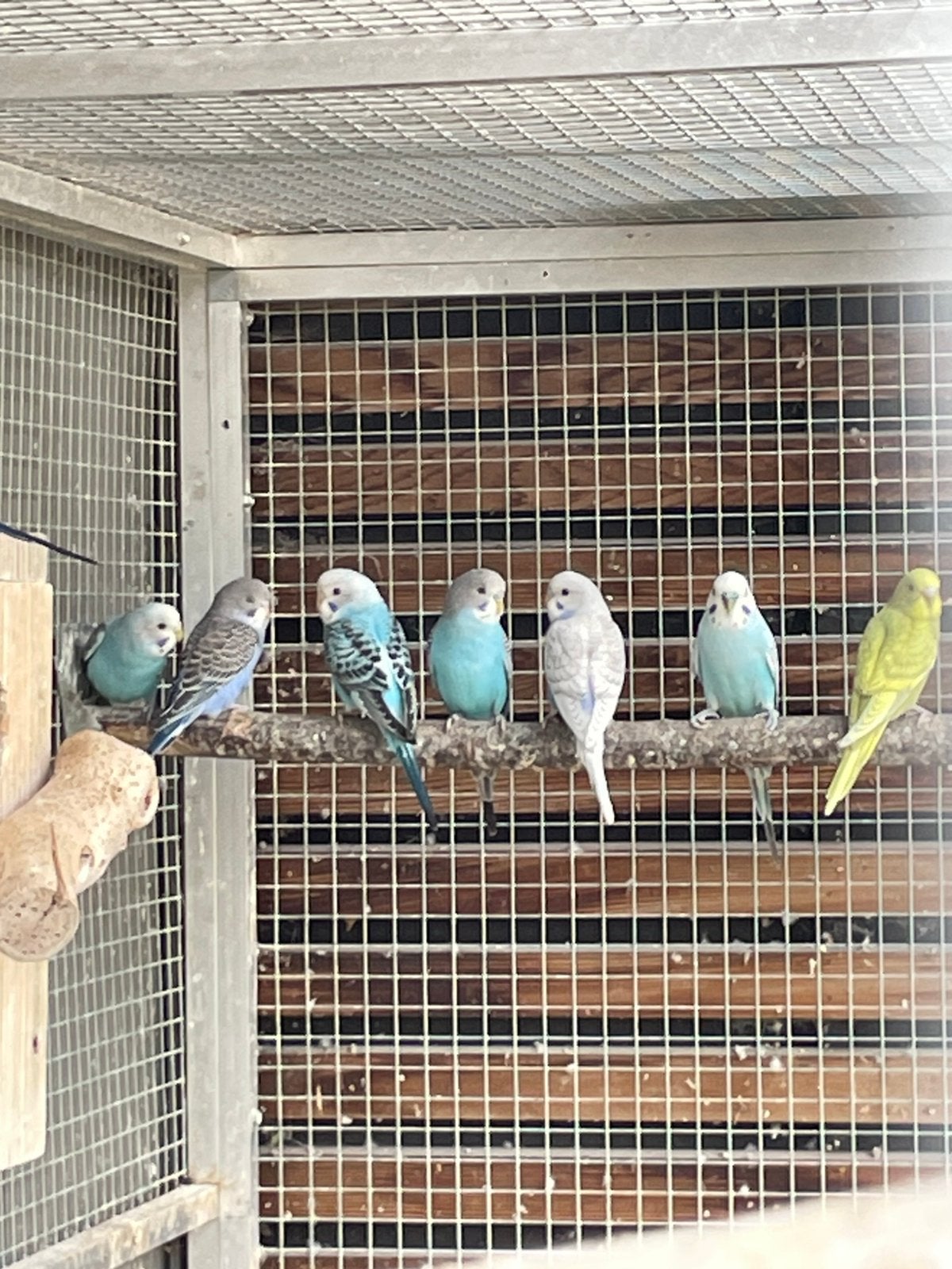Blauwe grasparkieten, Perruche