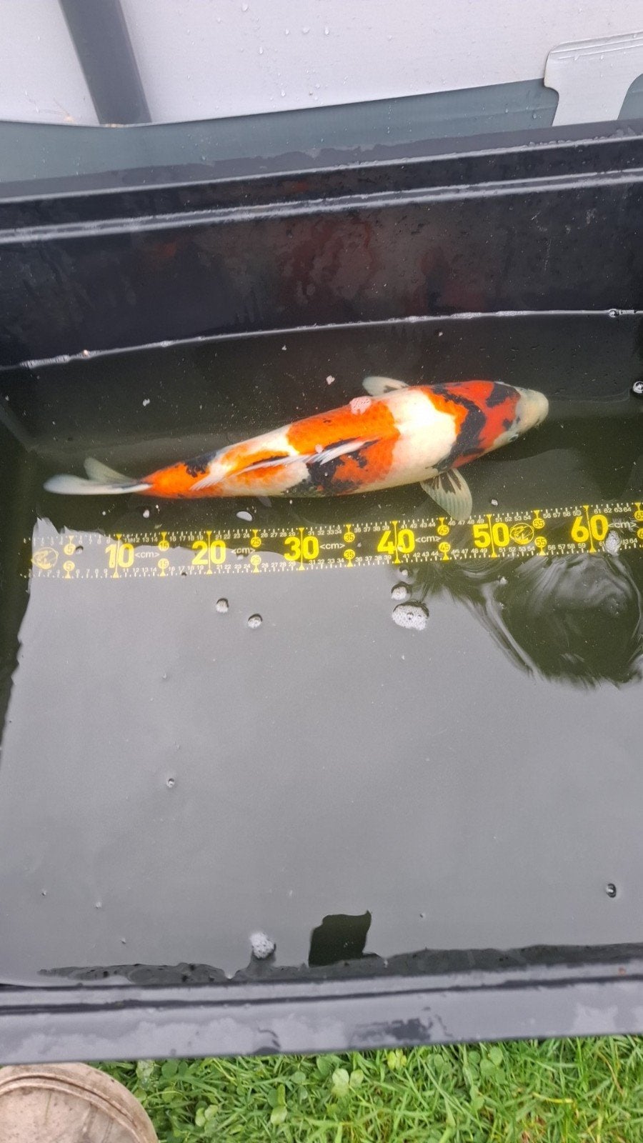 japanse koi, Dieren en Toebehoren