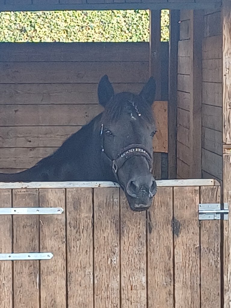 Superlief weidemaatje aangeboden., Gechipt, Ruin, Zadelmak, 11 jaar of ouder