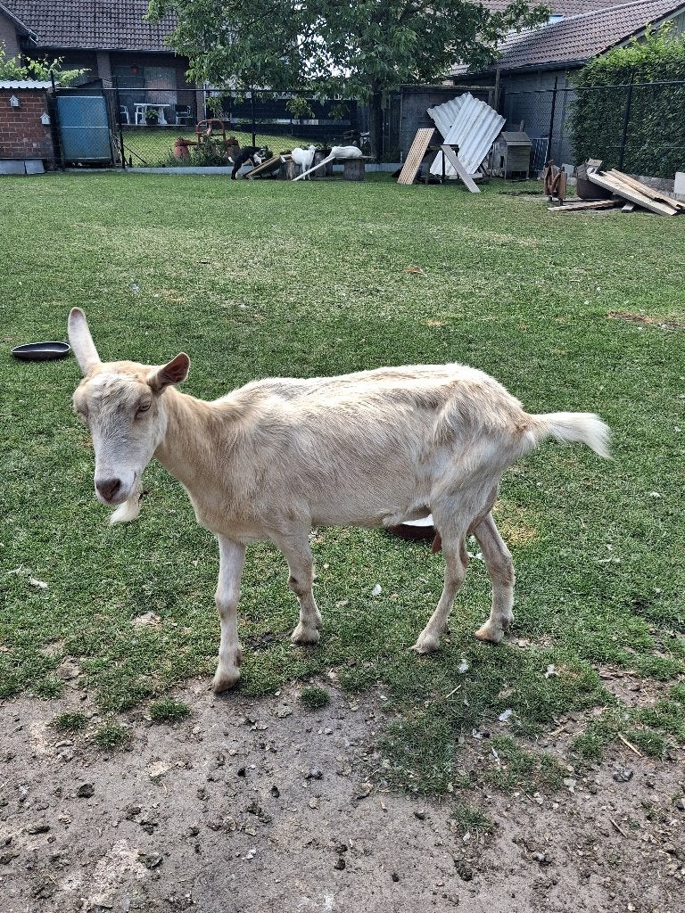TE KOOP:JAARLING WITTE MELKGEIT, Femelle, Chèvre, 0 à 2 ans