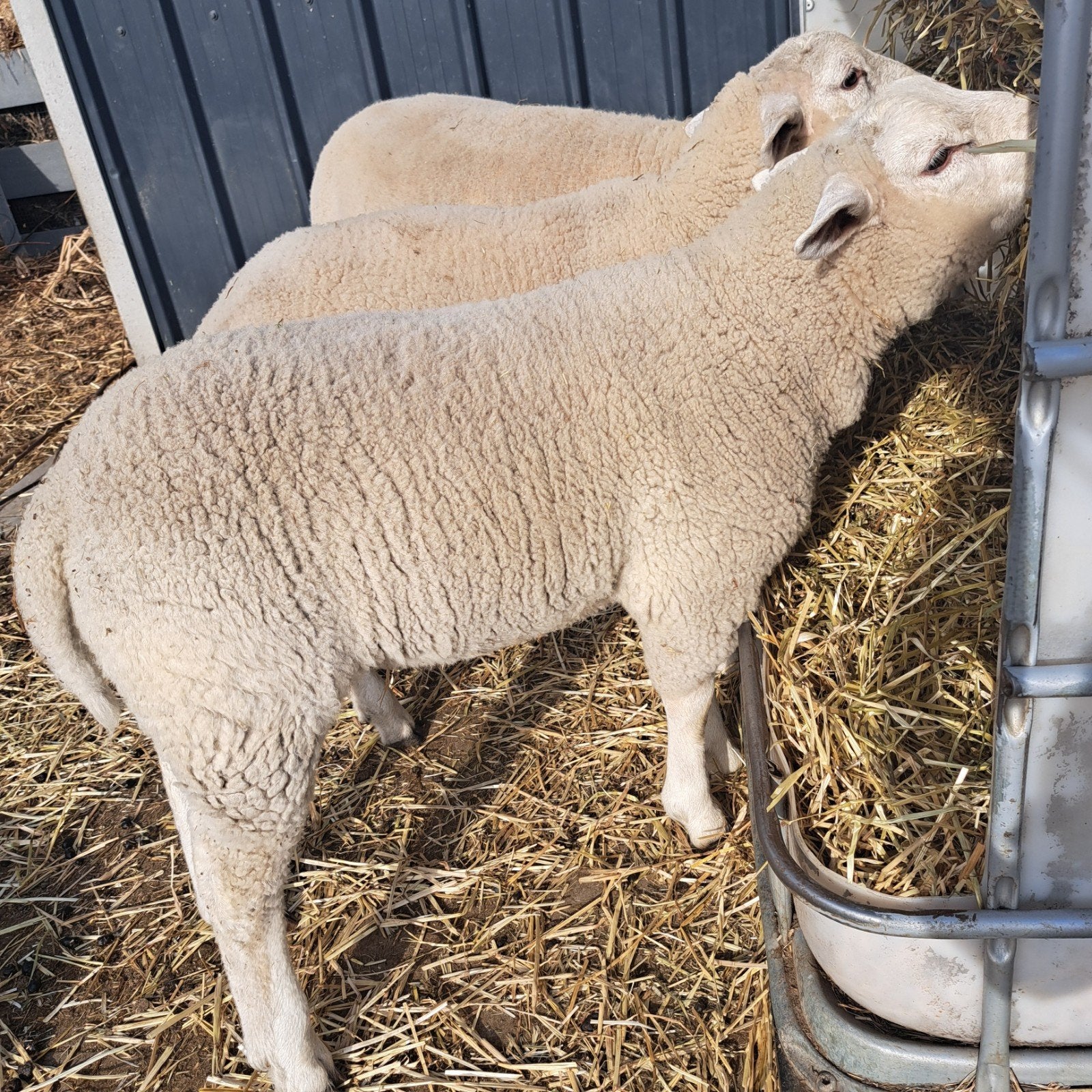 2 ram lammeren & 2 ooi lammeren te koop, Dieren en Toebehoren