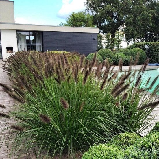 Pennisetum 'Black beauty', Tuin en Terras, Ophalen, Vaste plant, Siergrassen, Volle zon