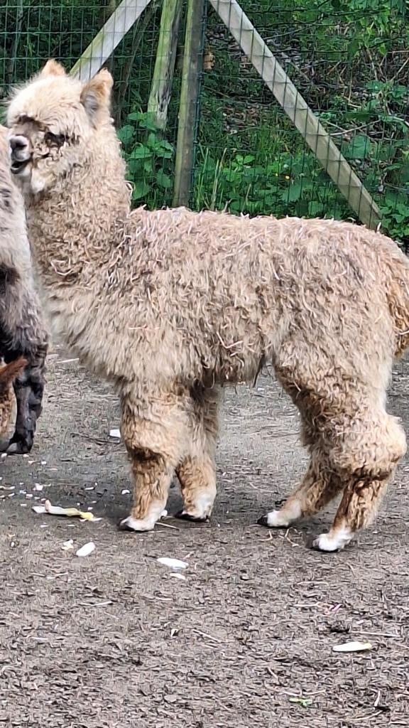 Alpaca hengst, Septembre, Mâle