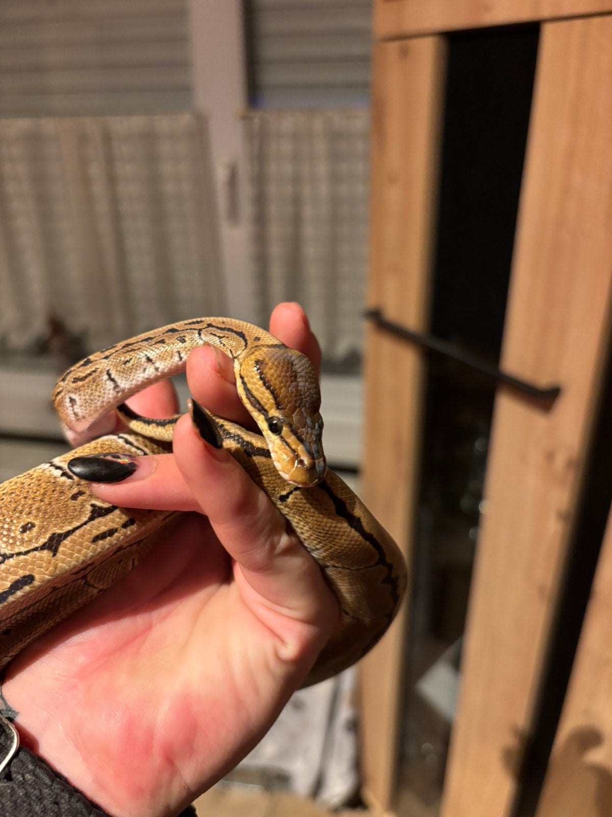 1.0 Python pastel pinstripe nk 2026, Dieren en Toebehoren, Slang, 0 tot 2 jaar