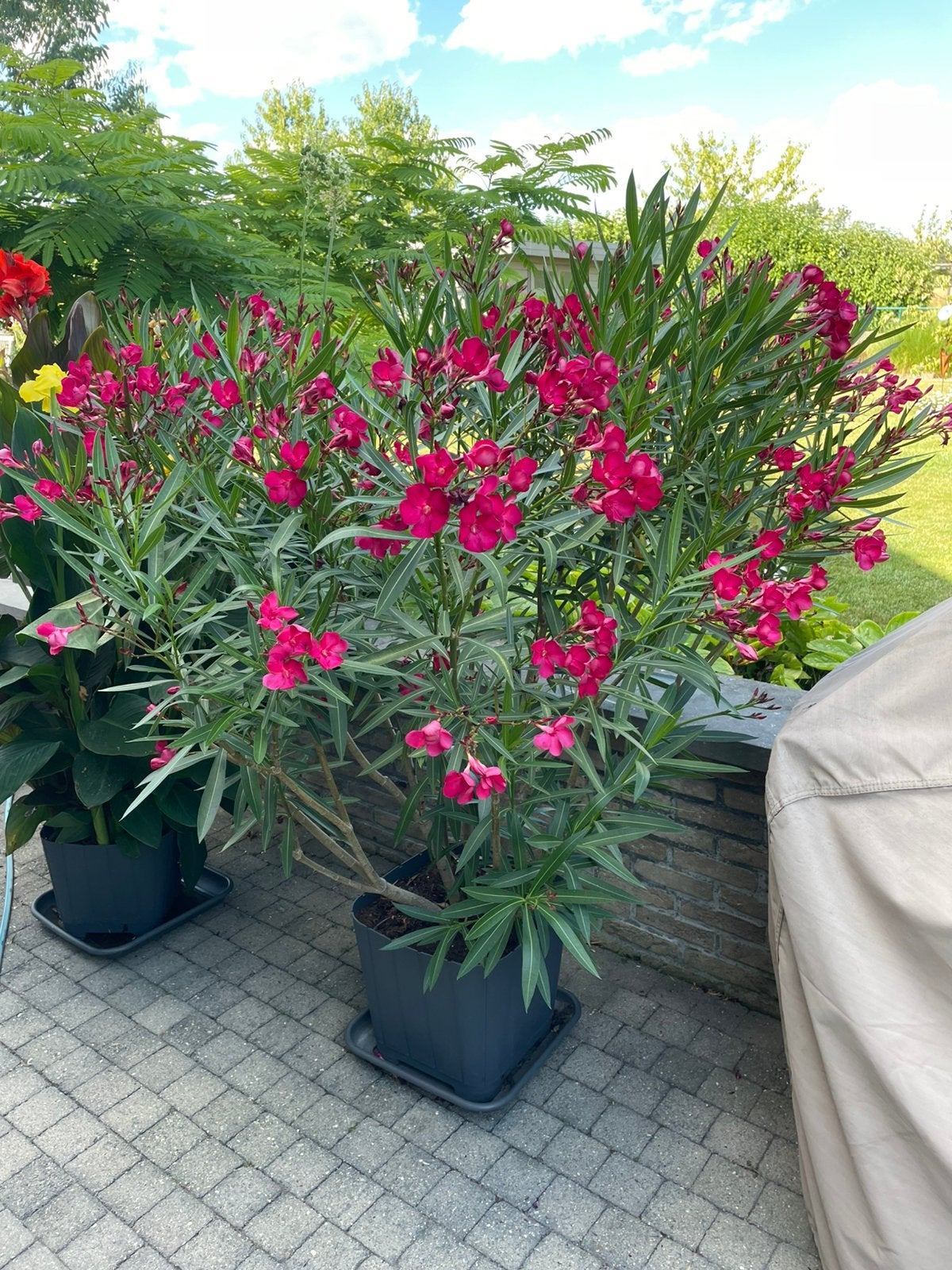 Rode oleander 155 cm, Ophalen