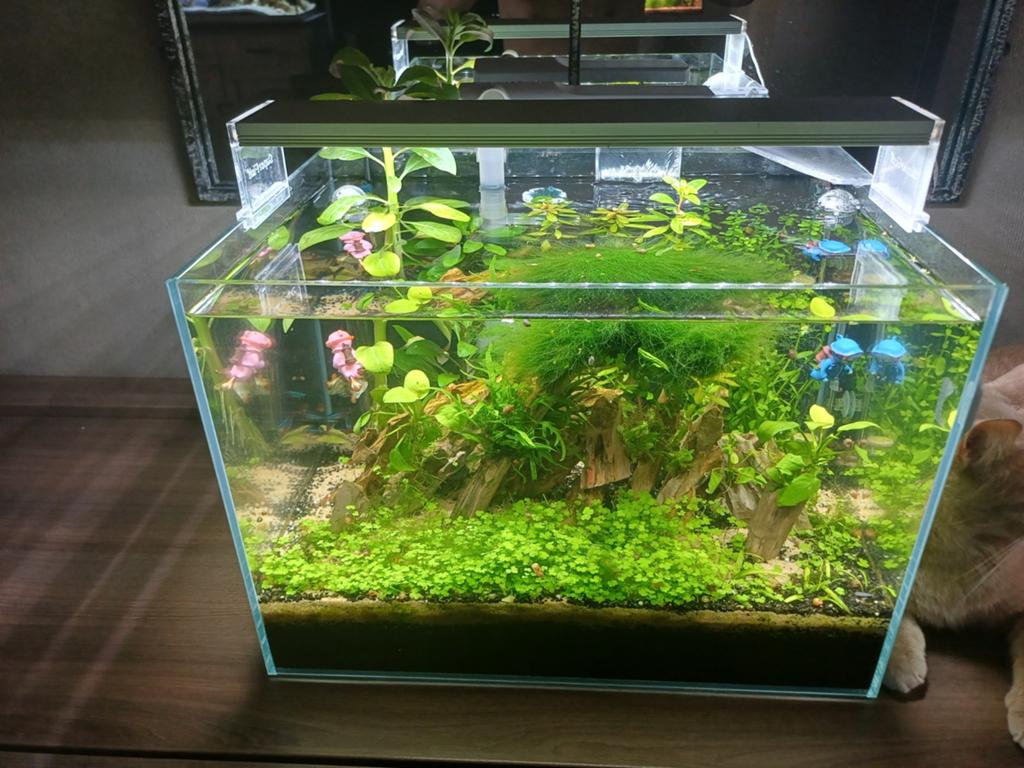 SuperFish scaper 45 met inhoud, Ophalen, Gevuld zoetwateraquarium, Superfish, Inclusief toebehoren