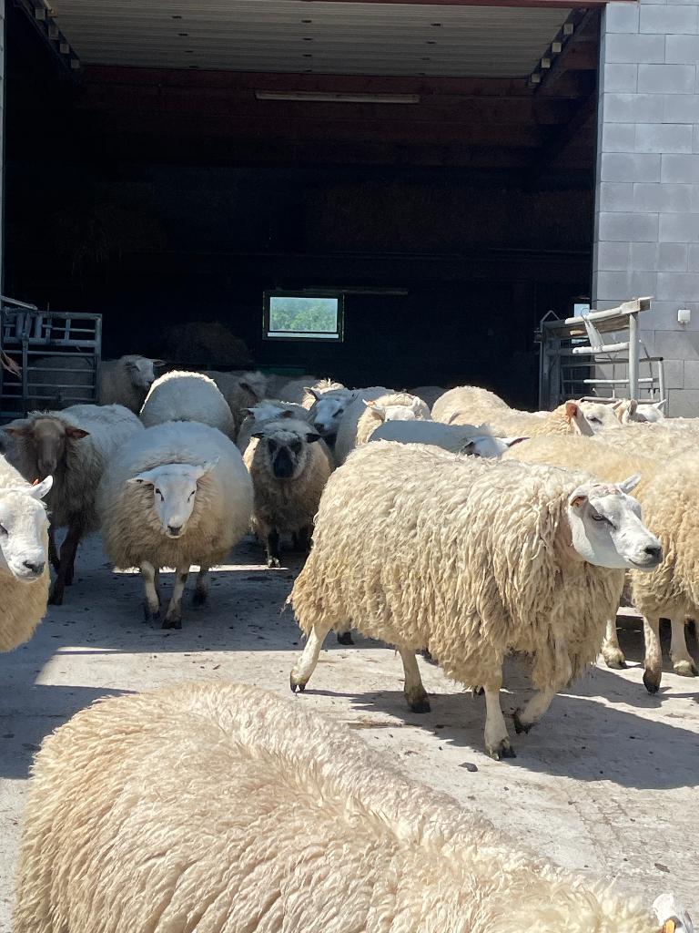 Grote keuze aan schapen, Dieren en Toebehoren, Mannelijk, Schaap, 0 tot 2 jaar