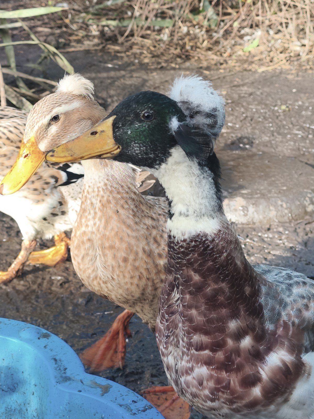Groep Oud Hollandse Kuifeenden, Dieren en Toebehoren, Meerdere dieren, Eend