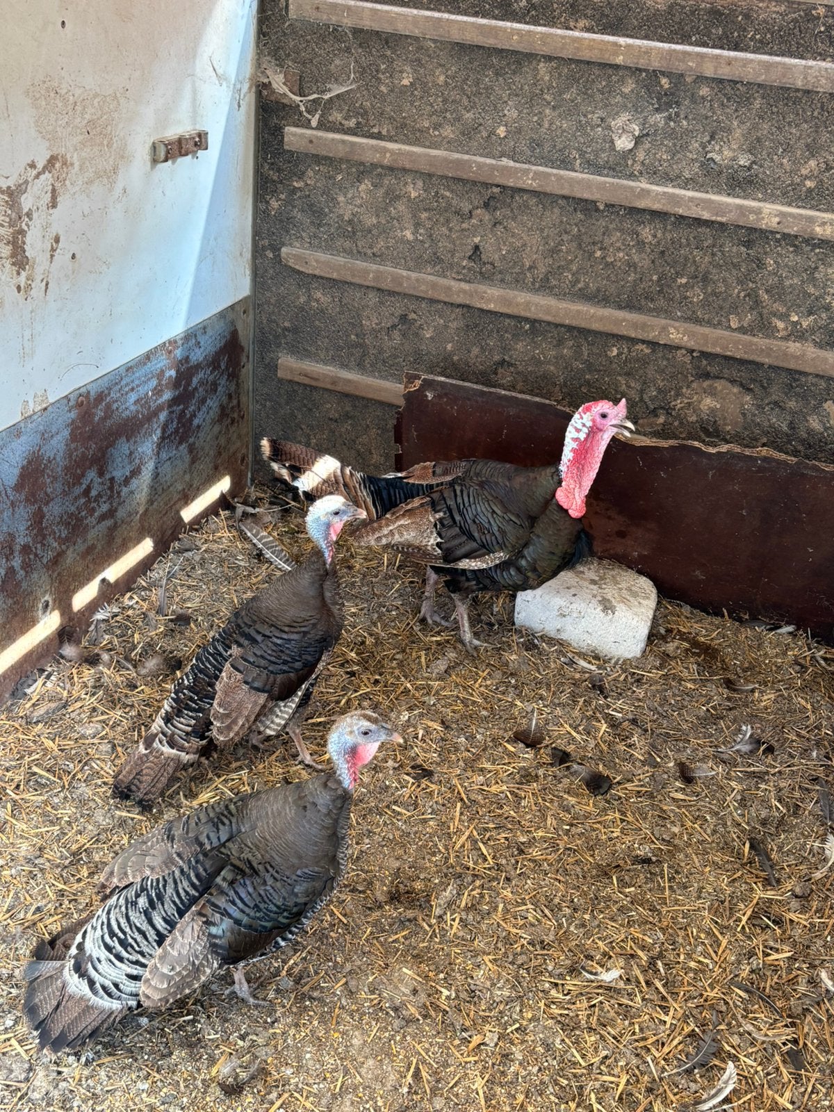 Trio kalkoenen, Dieren en Toebehoren