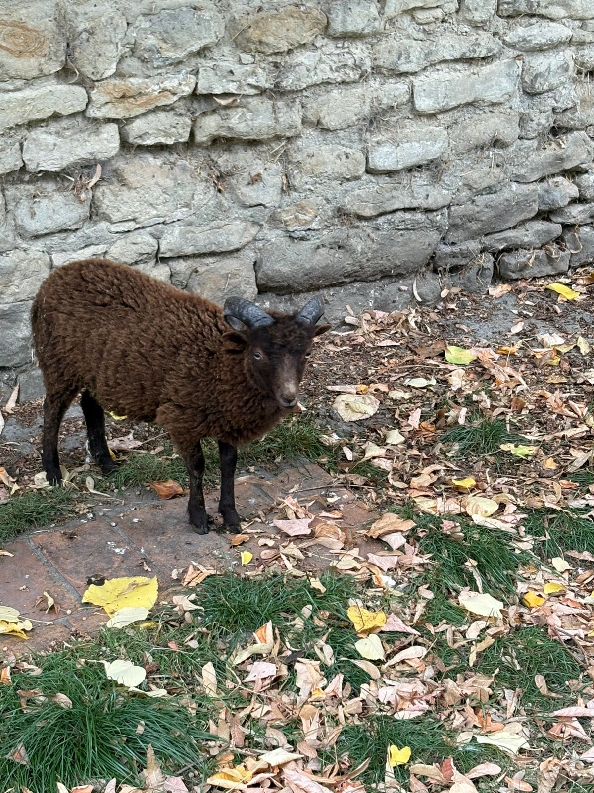 Mouton, Dieren en Toebehoren, Schaap