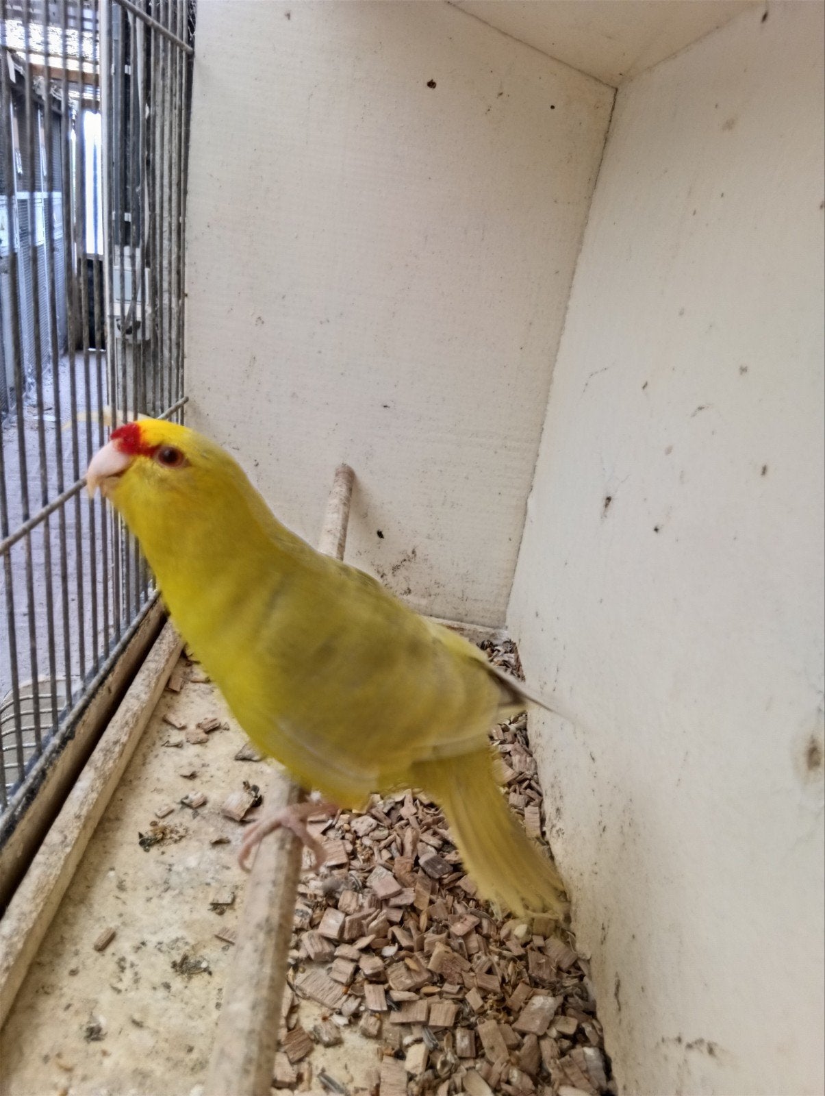 front jaune de Kakariki, Plusieurs animaux, Perruche, Bagué