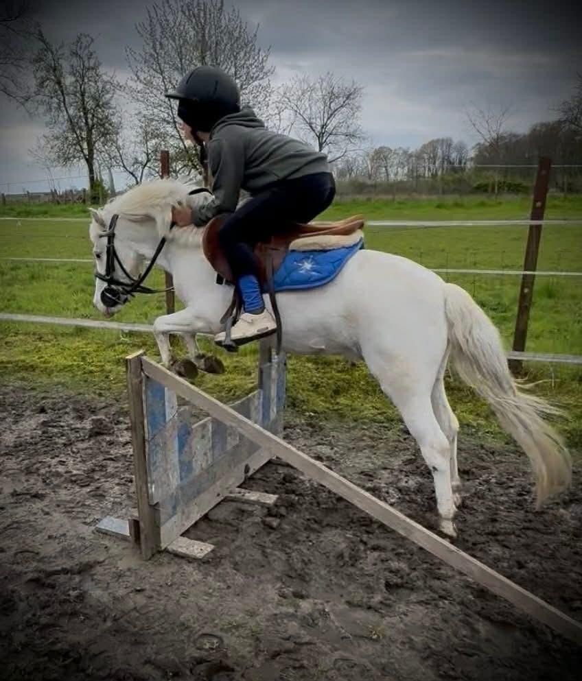 Prachtige poney, Met stamboom, Ruin, Springpony, Zadelmak