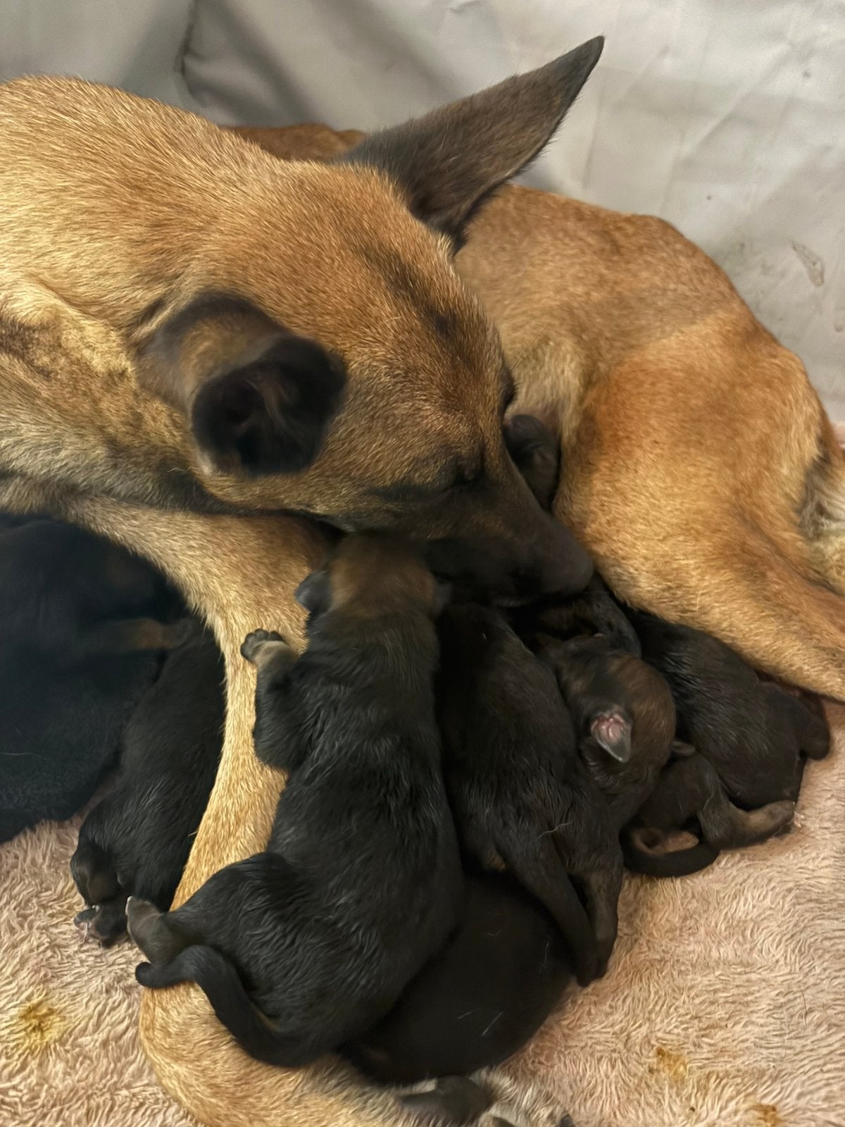 Puppy’s, Ophalen