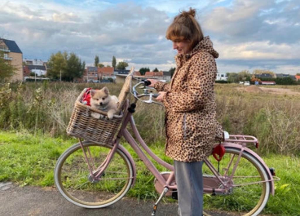 Cortina U4 damesfiets – roze met mand – 3 versnellingen, Fietsen en Brommers, Ophalen, Zo goed als nieuw, Mandje