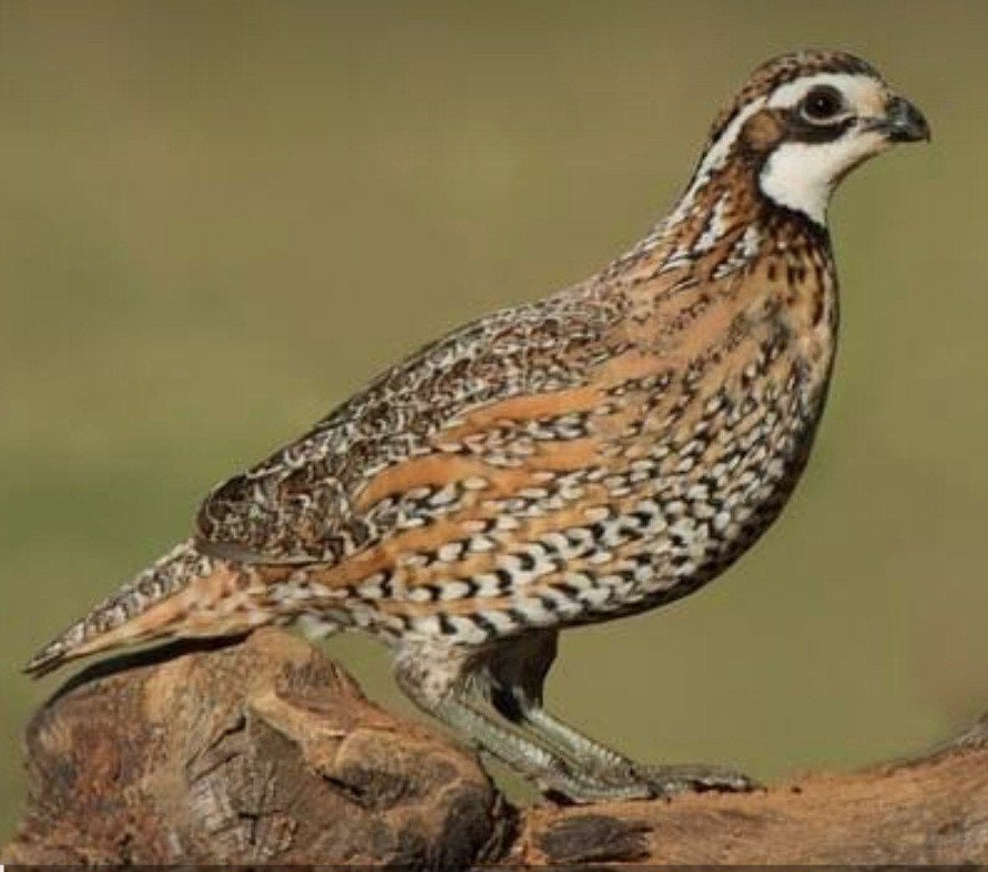 boomkwartel bobwhite, Animaux & Accessoires