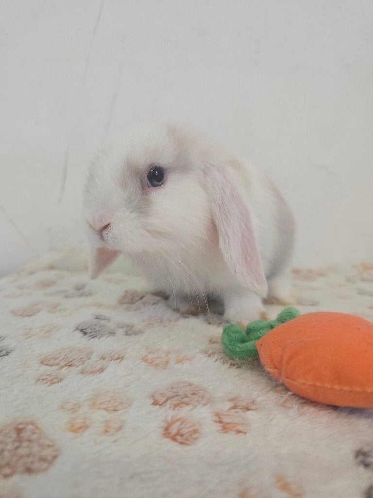 Accessoires lapin, Enlèvement, Neuf, Autres types