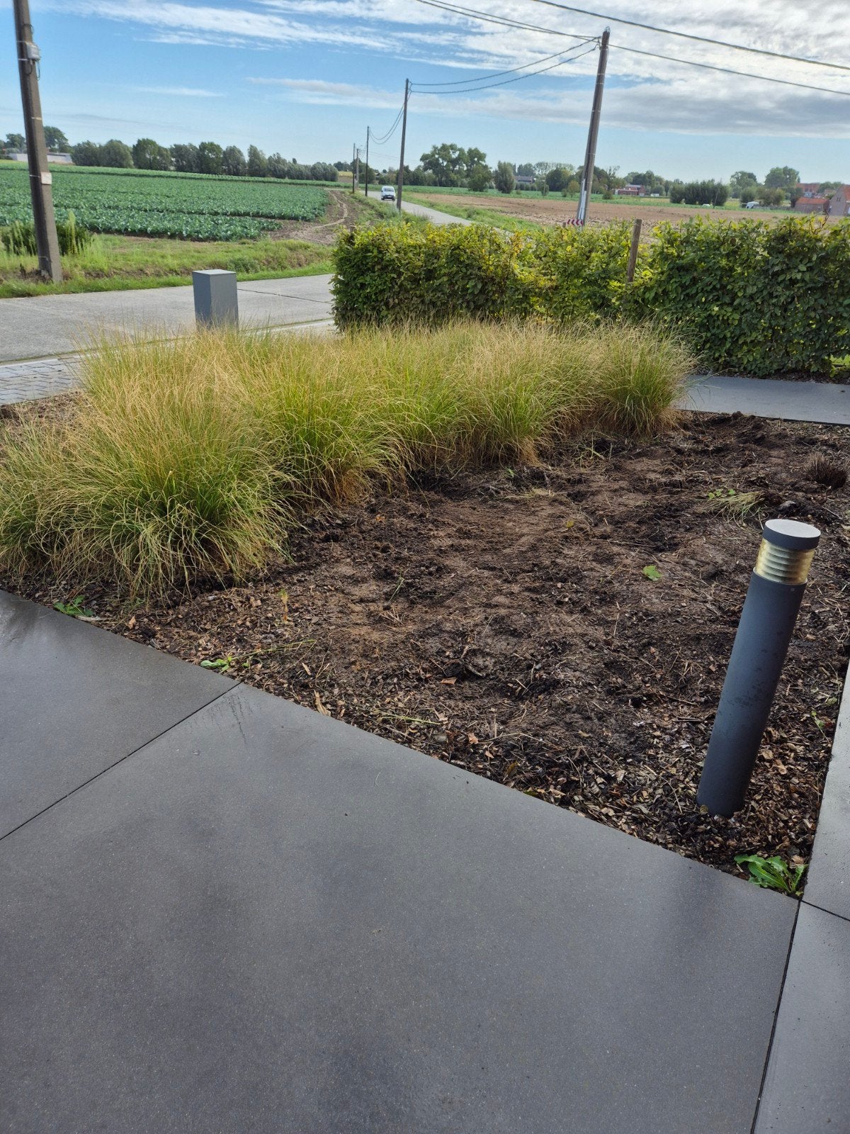 Siergras, Jardin & Terrasse, Plantes | Jardin, Enlèvement