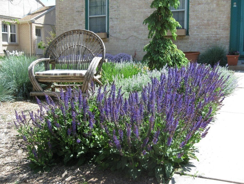 Salvia nemorosa, Tuin en Terras, Ophalen, Vaste plant, Bodembedekkers, Volle zon