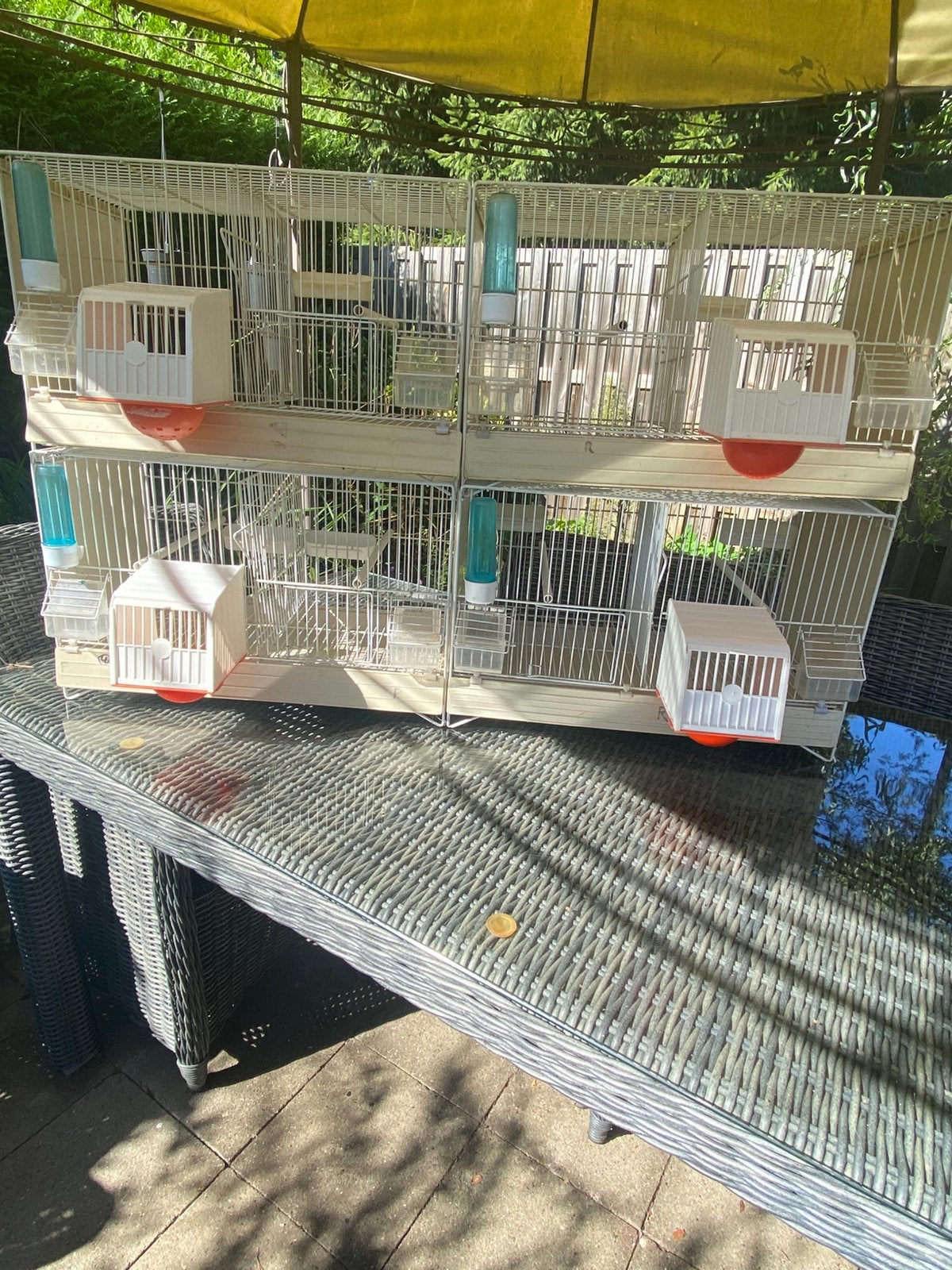 Kooien  4 stuks Domus molinari, Dieren en Toebehoren