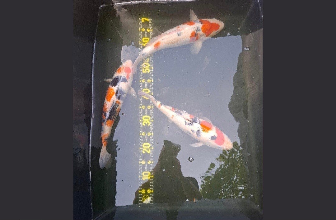 3 sanke's, Dieren en Toebehoren