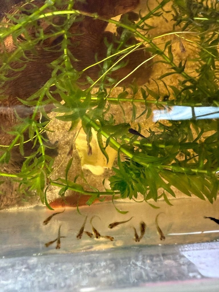 Baby guppys, 20stuks voor €15, Dieren en Toebehoren, Schoolvis