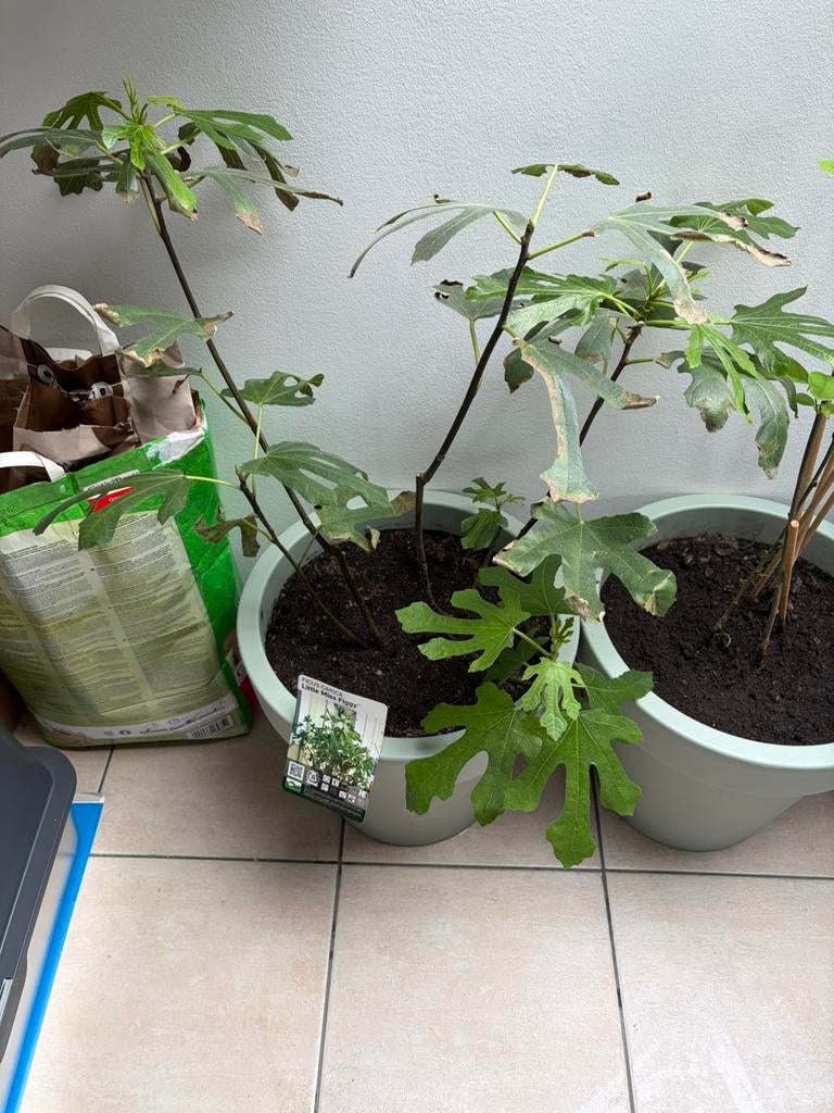Arbres fruitiers — Little Miss Figgy, Jardin & Terrasse, En pot, 100 à 250 cm, Autres espèces, Enlèvement