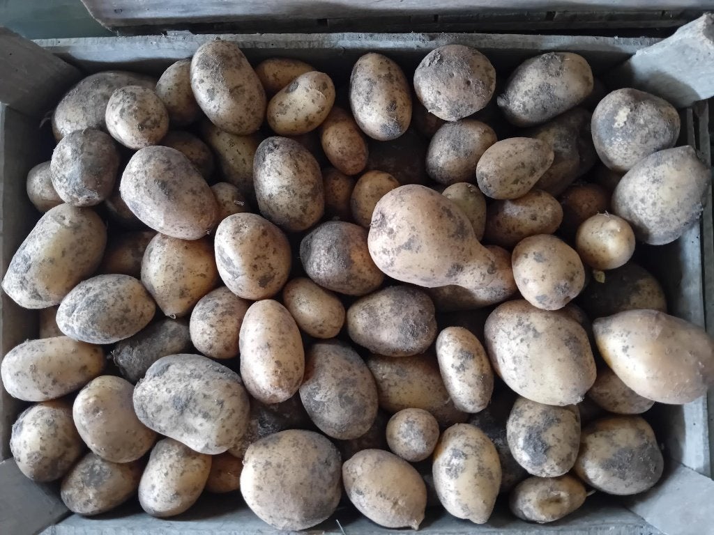 Aardappelen MELODY (nieuwe oogst) - per 5 kilo, Ophalen