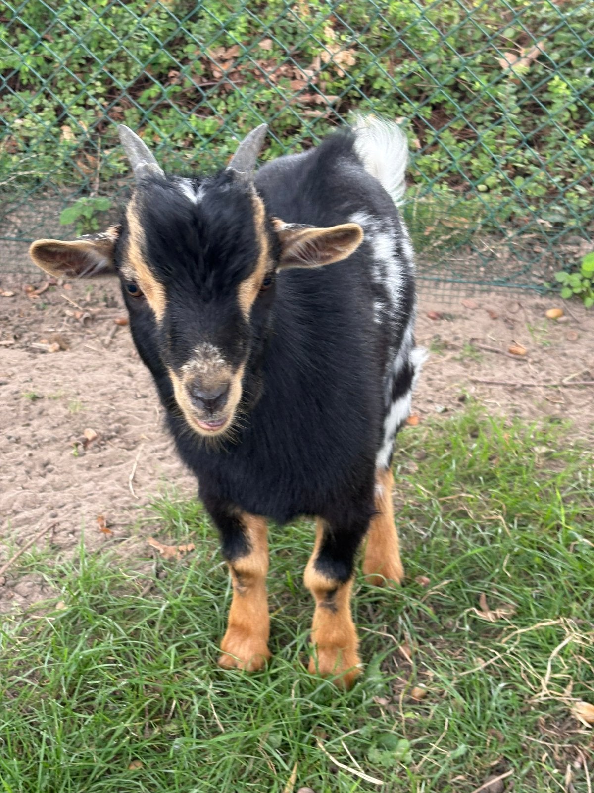 Dwerggeit bokje te koop, Dieren en Toebehoren, Mannelijk, Geit, 0 tot 2 jaar