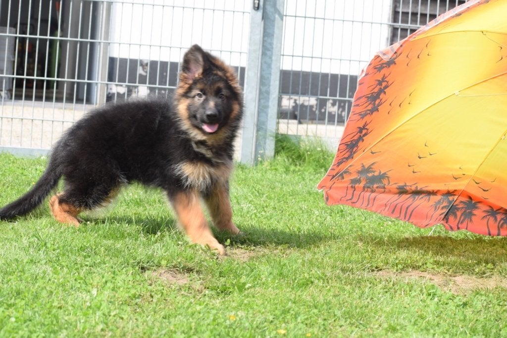 Prachtige Duite herder pups, 15 weken tot 1 jaar, Buitenland, Parvo, Meerdere