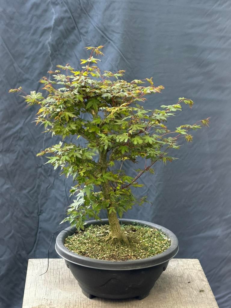 Bonsai acer palmatum, Enlèvement