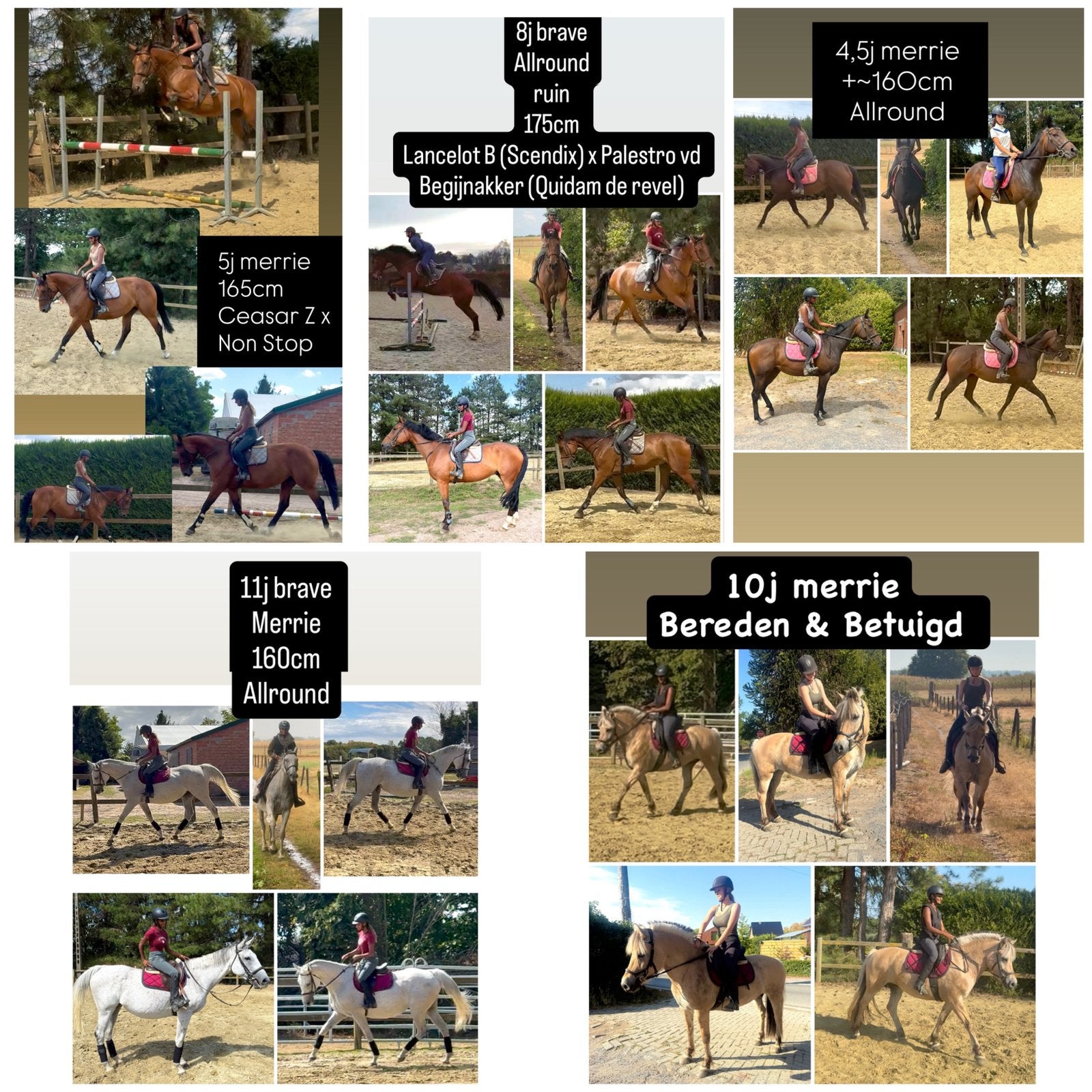 5 bons chevaux, Plusieurs animaux, B, Avec pedigree