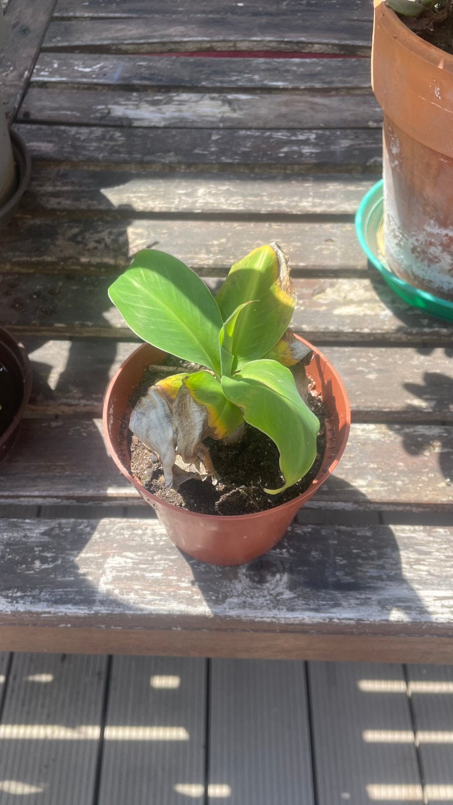 Bananenplant, Ophalen of Verzenden, In pot, Minder dan 100 cm, Volle zon