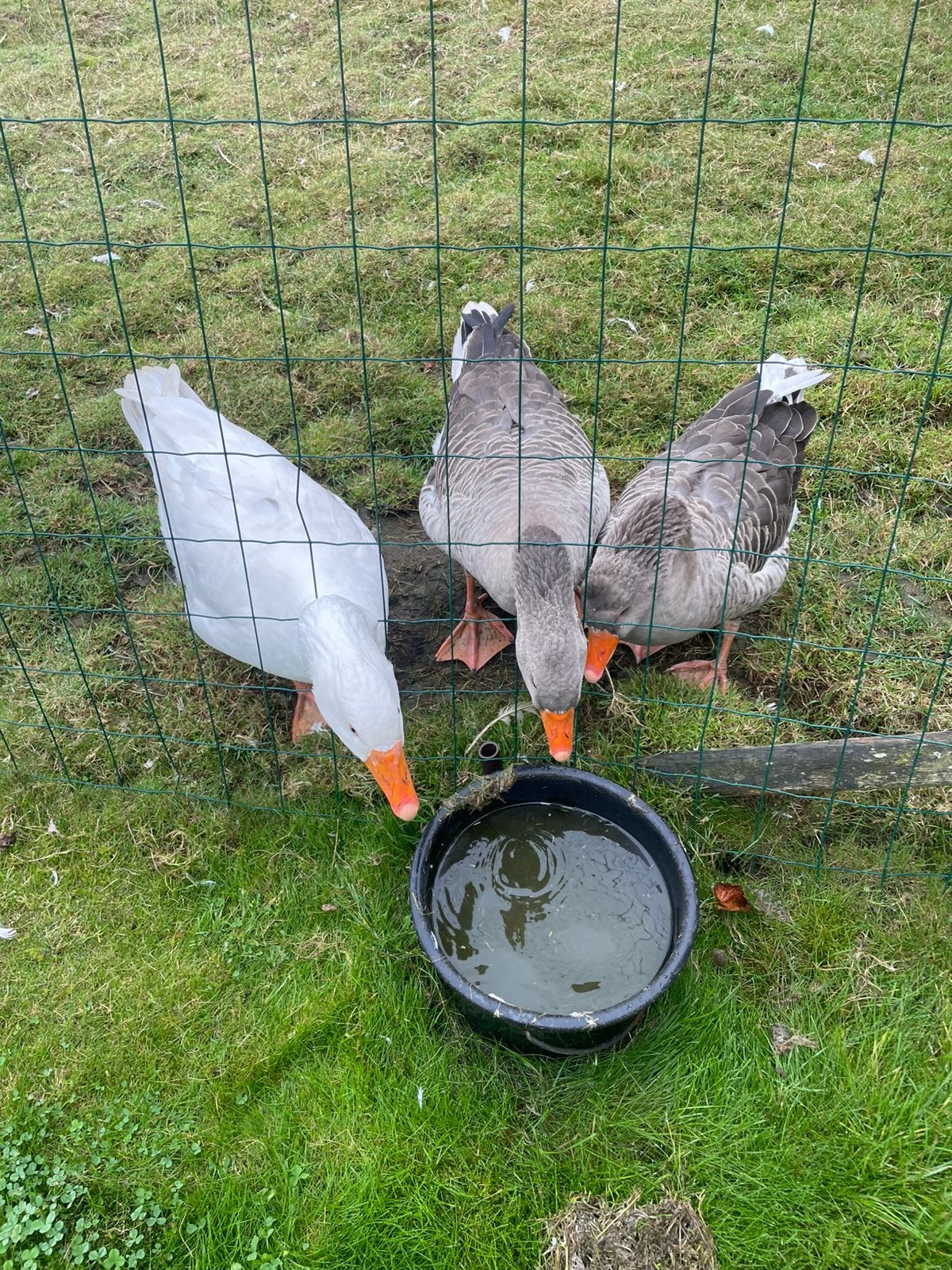 Ganzen, Dieren en Toebehoren, Mannelijk, Gans of Zwaan