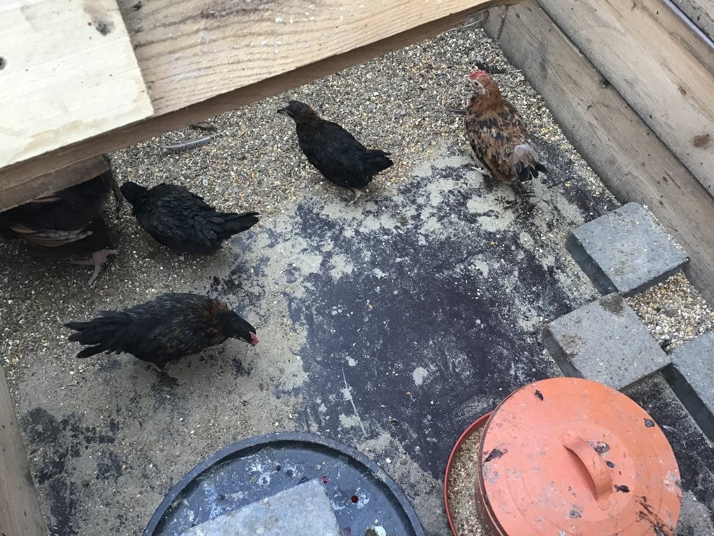 Engelse kriel goede broedsters, Dieren en Toebehoren, Pluimvee, Vrouwelijk, Kip