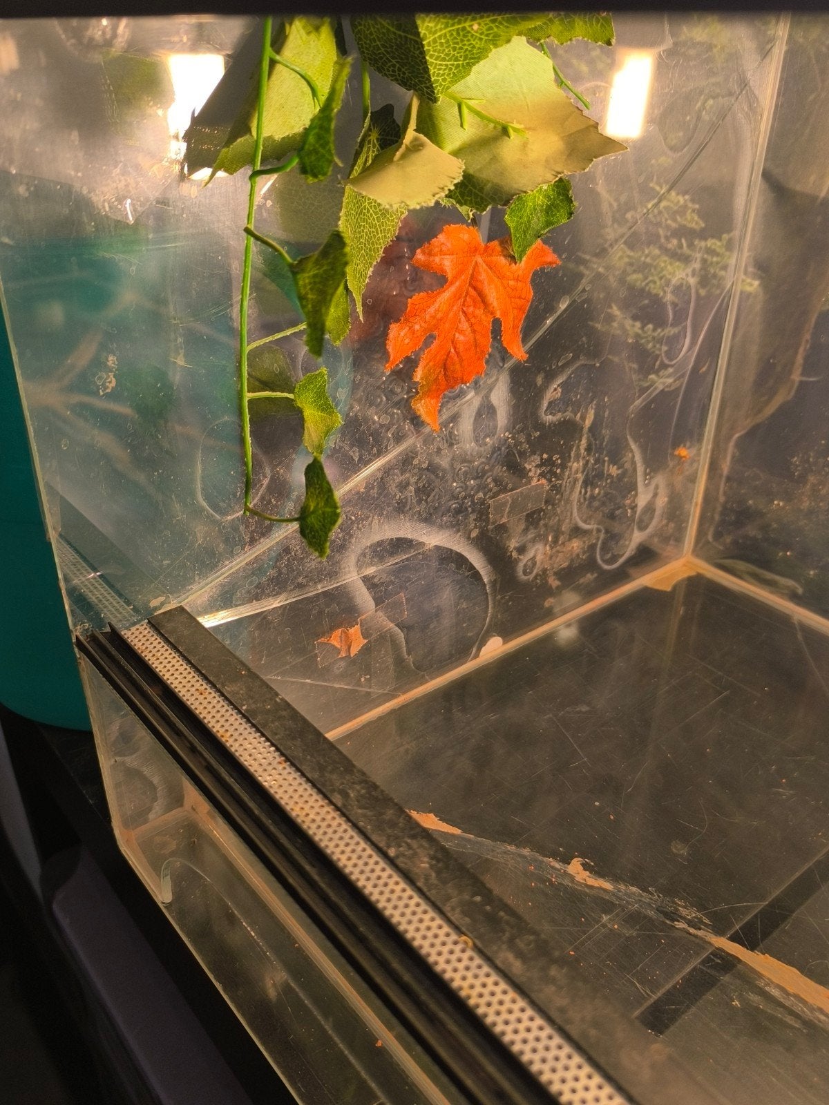 terrarium van 1 meter, Dieren en Toebehoren, Ophalen