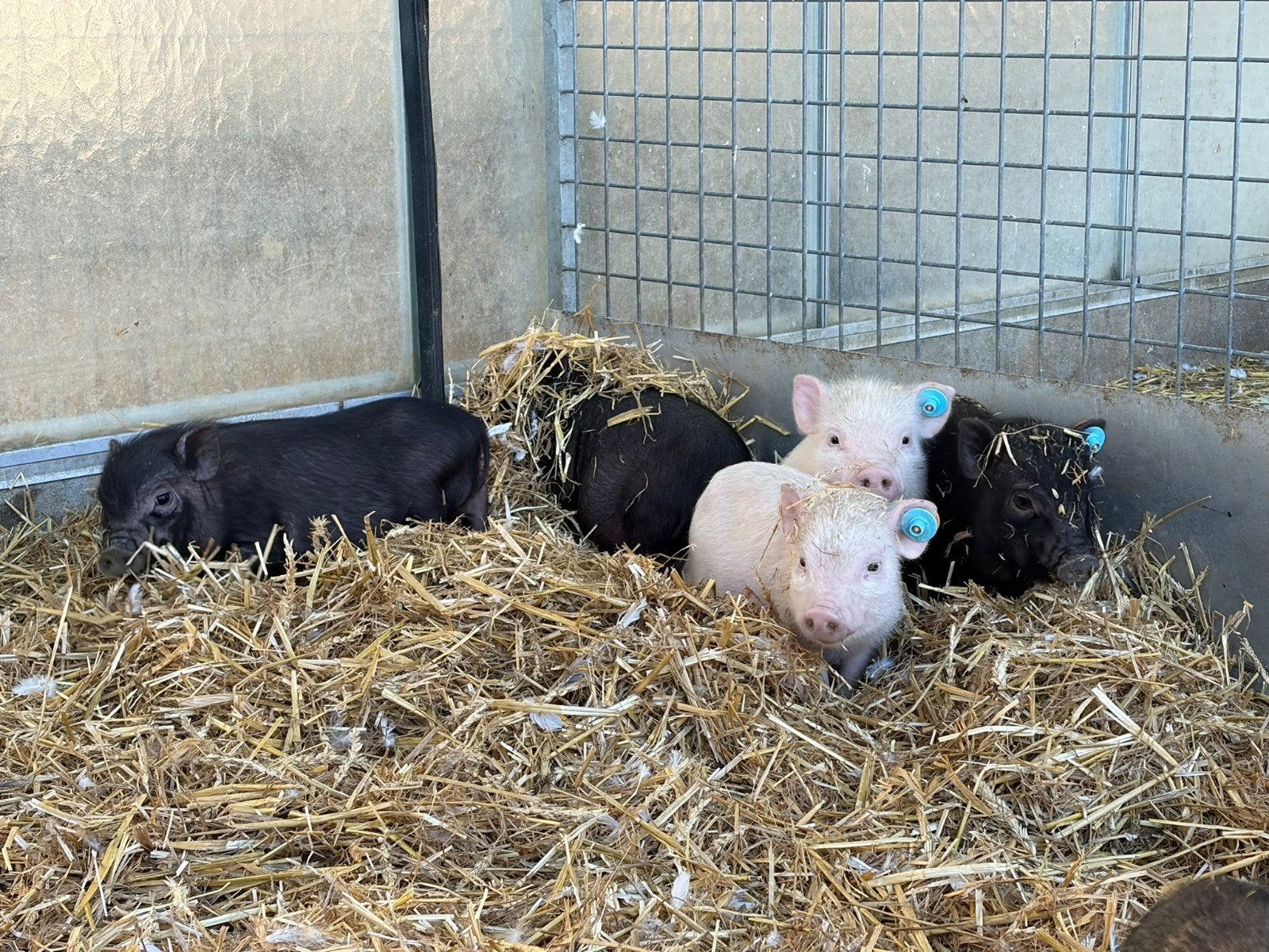 gottinger varkens, mini biggen, varkentjes  varken, Plusieurs animaux, Porcs, 0 à 2 ans
